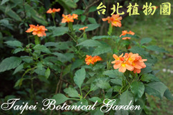 鳥尾花，樹的圖片