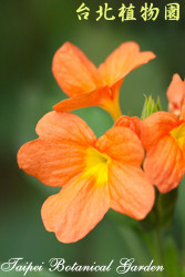 鳥尾花，花朵的圖片