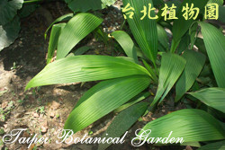 船仔草，葉子的圖片