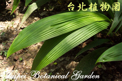 船仔草，葉子的圖片