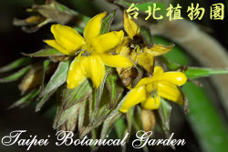 船仔草，花朵的圖片