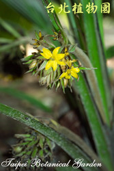 船仔草，花朵的圖片