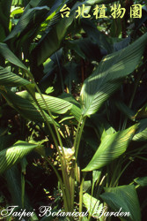 薑黃，葉子的圖片