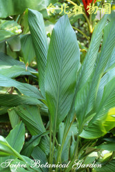 薑黃，葉子的圖片