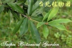 赤皮，葉子的圖片