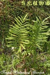 鐵毛蕨，整株的圖片