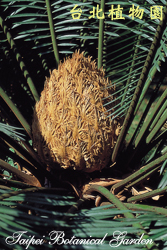 臺東蘇鐵，雌花毬的圖片