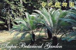 臺東蘇鐵，全株的圖片