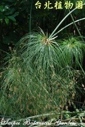 紙莎草，樹的圖片