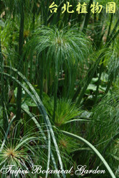 紙莎草，葉子的圖片