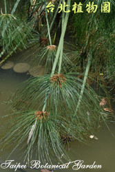 紙莎草，葉子的圖片