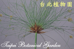 紙莎草，葉子與花朵的圖片