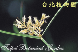 紙莎草，花朵的圖片