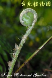 全緣貫眾蕨，初生的幼葉