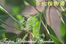 奧氏虎皮楠，葉子與花的圖片