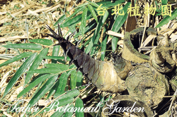 巨竹，筍的圖片