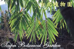 巨竹，葉子的圖片