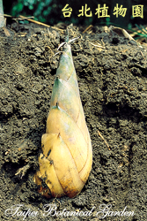 麻竹，筍的圖片