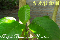 咬人狗，葉子的圖片