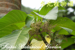 咬人狗，葉子與果實的圖片