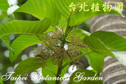 咬人狗，葉子與果實的圖片