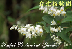 大葉溲疏，花朵的圖片