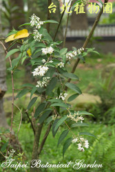 大葉溲疏，整株的圖片