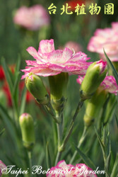 康乃馨，花朵的圖片