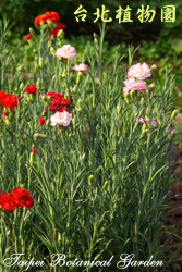 康乃馨，花朵與葉子的圖片