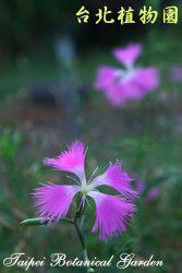 玉山石竹，花與葉的圖片