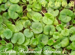 馬蹄金，葉子的圖片