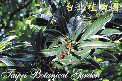 台東漆，果實與葉子的圖片