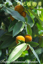 毛柿，果實與葉子的圖片