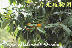 毛柿，果實與葉的圖片