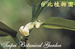 毛柿，花朵的圖片