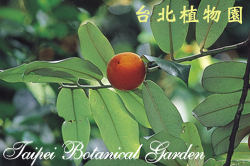 毛柿，果實的圖片