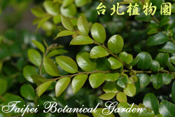 楓港柿，葉子的圖片