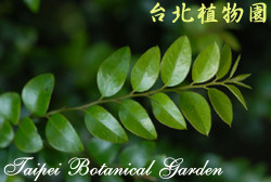 楓港柿，葉子的圖片(特寫)