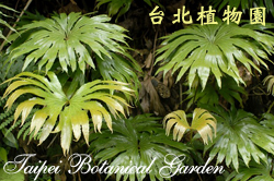 雙扇蕨，葉子的圖片