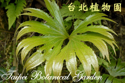 雙扇蕨，葉子的圖片