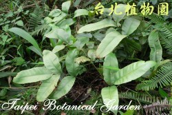 細柄雙蓋蕨，葉子的圖片