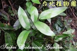 細柄雙蓋蕨，葉子的圖片