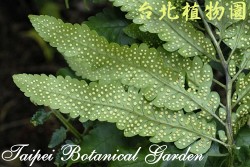 史氏鱗毛蕨，孢子囊的圖片