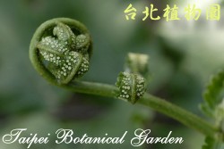 史氏鱗毛蕨，葉柄末端的圖片