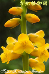 沙漠鳳梨，花朵的圖片