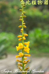 沙漠鳳梨，花朵的圖片