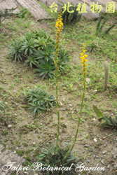 沙漠鳳梨，整株花朵的圖片