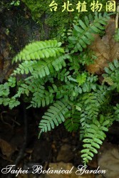 刺蕨，整株的圖片