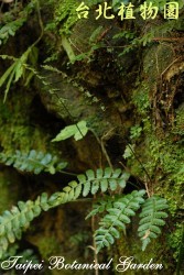 刺蕨，葉子的圖片