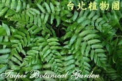 網脈刺蕨，整株的圖片